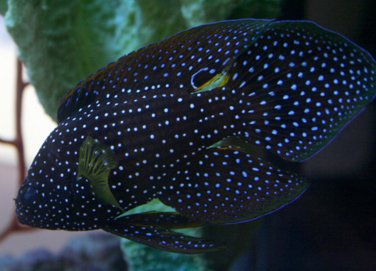 Calloplesiops altivelis (Pesce cometa)